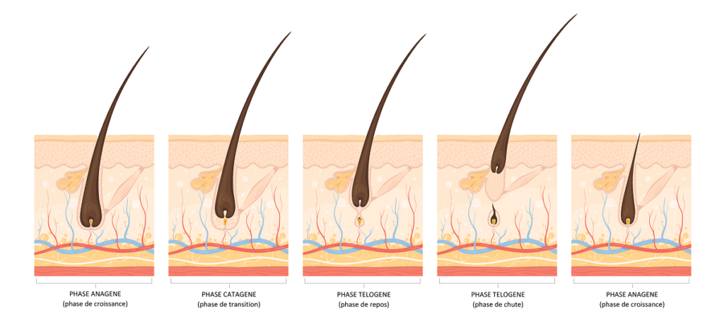 schema-cycle-de-vie-cheveu-9676749